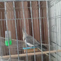 عروس جمسیت نامعلوم