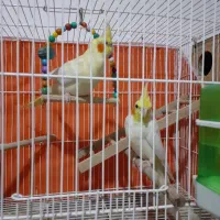 جفت عروس هلندی با چهارتا تخم