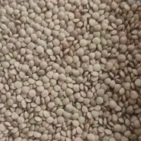 پخش عمده حبوبات به تمام نقاط استان و شهرستان|عمدهفروشی|شیراز, سعدیه جنوبی|دیوار