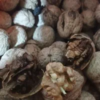 گردو کاغذی خوشمزه زیر قیمت بازار