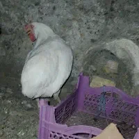 مرغ تخم گذار