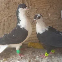 صید پرشی کلاغ ورنگه