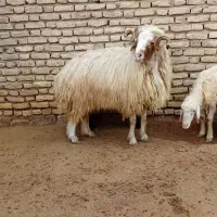 ۱ عدد قورچ با ۴ عدد بره نر برای فروش