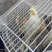 ۴ عدد طوطی عروس|پرنده|رشت, پل تالشان|دیوار