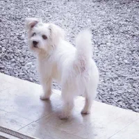 سگ پا کوتا سفید  بغل شکم و ناحیه گوش طلایی کمرنگ