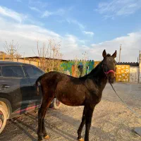 کره اسب اژدر ۹ماهه