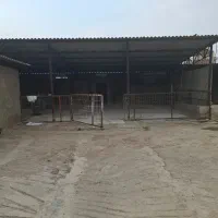 اجاره دامداری