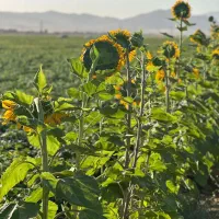 سم پاشی با پهپاد|خدمات باغبانی و درختکاری|میناب, |دیوار