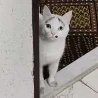 واگذاری گربه