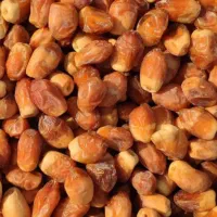 (قصب)خرمای زاهدی