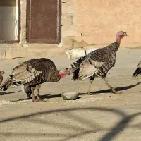 دو عدد بوقلمون ماده
