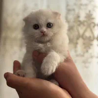 پرشین و اسکاتیش|گربه|شیراز, حافظیه|دیوار