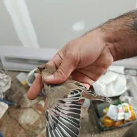 سهره صورتی یا سهره خاکی|پرنده|شیراز, محراب|دیوار