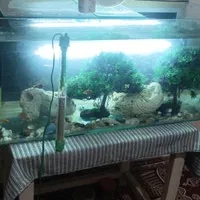 آکواریوم ماهی|ماهی|اصفهان, ارغوانیه|دیوار