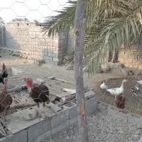 فروش غاز و بوقلمون