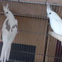 فروش ۵جفت عروس هلندی البیتو خاص تکخال