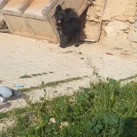 توله ژرمن بلک ماده