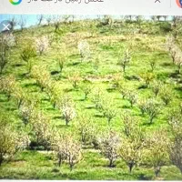 زمین ۲۵۰۰متری فریدون شهر