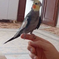 عروس هلندی گمشده
