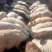 فروش بره نر|حیوانات مزرعه|بردسیر, |دیوار