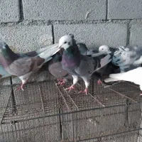 کفتر پرشی یکجایی|پرنده|کهریزک, |دیوار