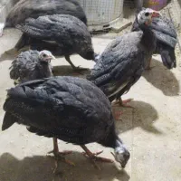 مرغ شاخدار|حیوانات مزرعه|کرمان, |دیوار