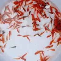 ماهی قرمز عید