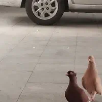 کبوتر