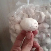 قارچ تازه