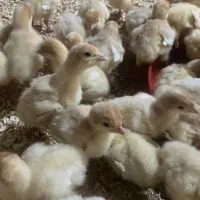 جوجه بوقلمون بیوتی