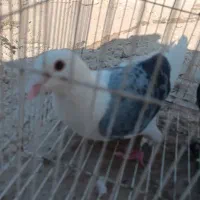 جفت کبوتر معاوضه|پرنده|زهک, |دیوار