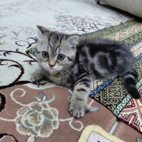 گربه میکس بریتیش و اسکاتیش