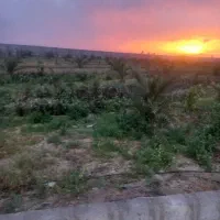 نیازمند باغبان در باغ ۱ هکتاری