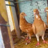 کبوتر زرد و مینا زرد