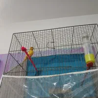 چهار عدد قناری سه عدد ماده دو تا نره
