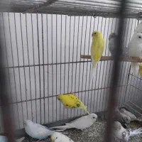 مرغ عشق جداکن سواکن تنوع رنگ پرنده سرای کیان