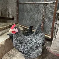 یک جفت نیمچه پلی موت راک