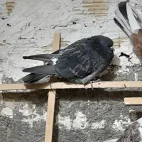 کبوتر|پرنده|کوهدشت, |دیوار