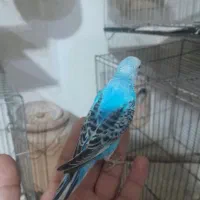 سالن مرغ عشق معمولی آوا