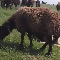 گوسفند همو و هترو چند قلوزا