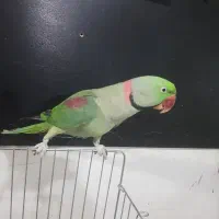 شاه طوطی|پرنده|تهران, اسفندیاری|دیوار