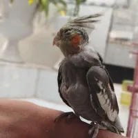 عروس هلندی گمشده