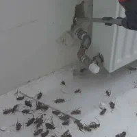 سم پاشی منزل باغبانی هرس نظافت اچارفرانس|خدمات نظافت|رشت, استقامت ۱|دیوار