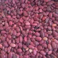 لوبیا قرمز
