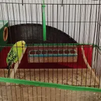 مرغ عشق وقفس|پرنده|میانه, |دیوار