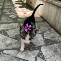 واگذاری بچه گربه|گربه|بابل, |دیوار