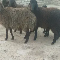 بره ماده،       برای نگهداری
