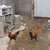 دو عدد خروس رسمی سالم