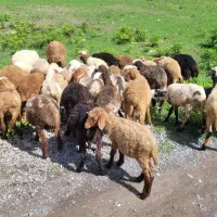 فروش بره ریز پرواری ۲۰ کیلو