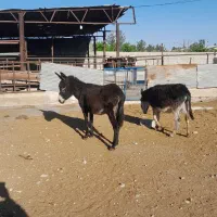خر‌.الاغ ماده